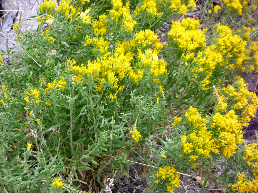 Many flowers