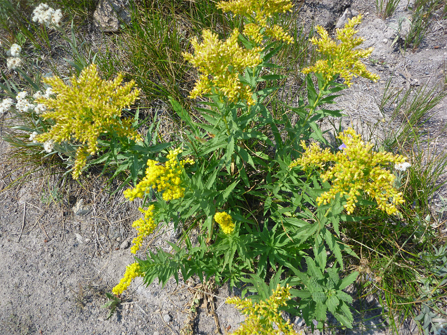 Toothed leaves