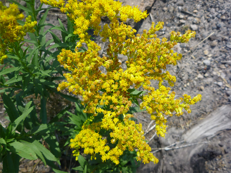 Flowers and leaves