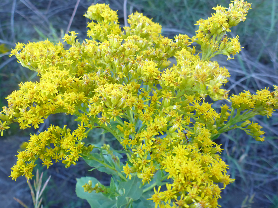 Small yellow flowerheads