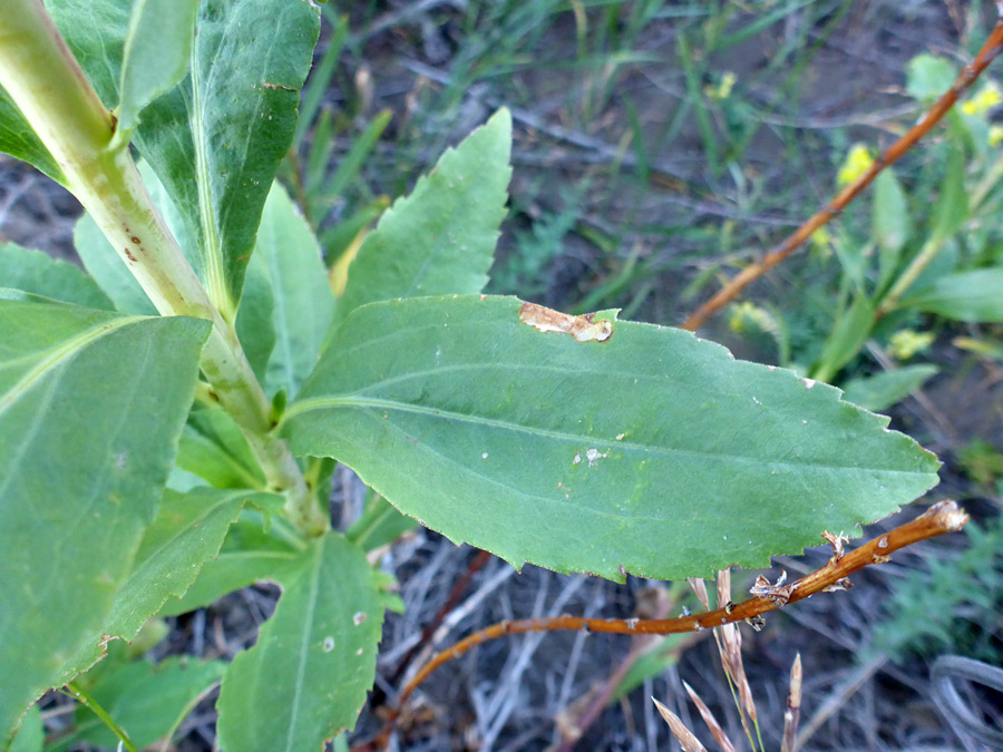 Grayish-green leaves