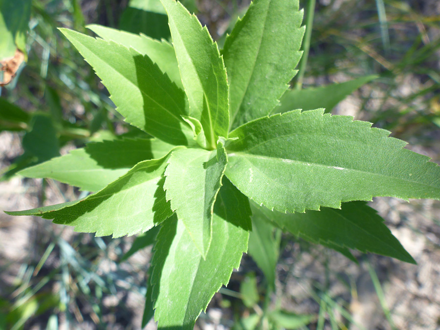 Toothed leaves