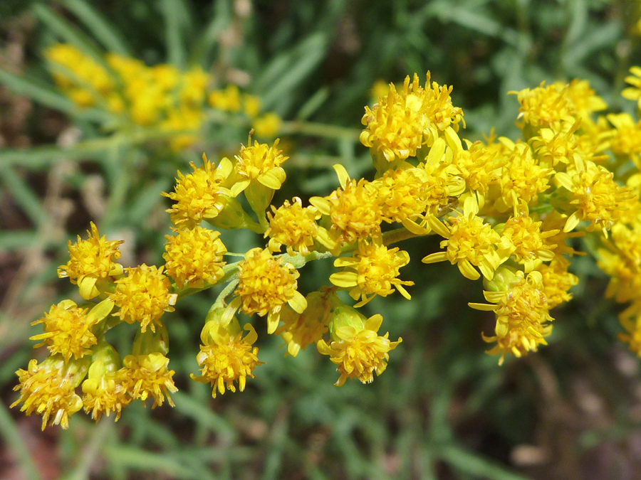 Mature flowers