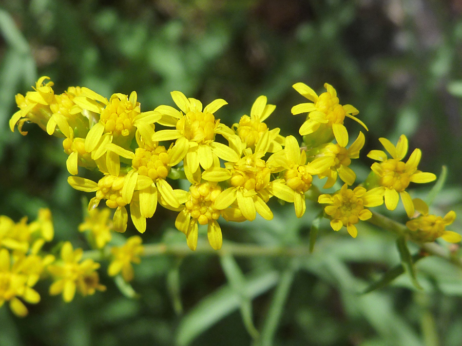 Yellow flowers