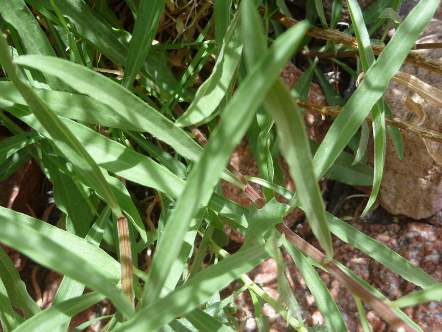 Long leaves