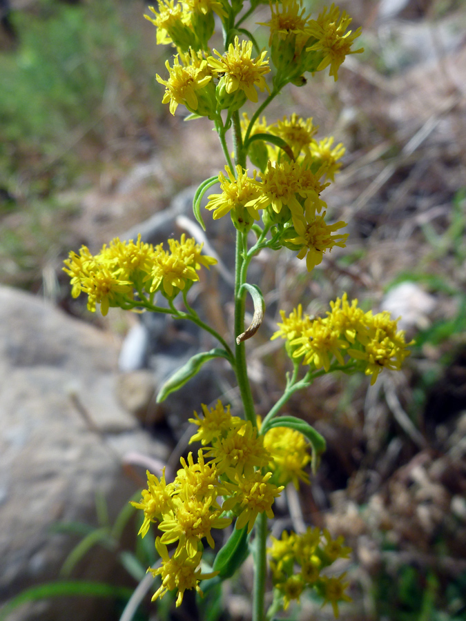 Flowering stem