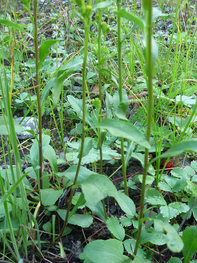 Stems and Leaves