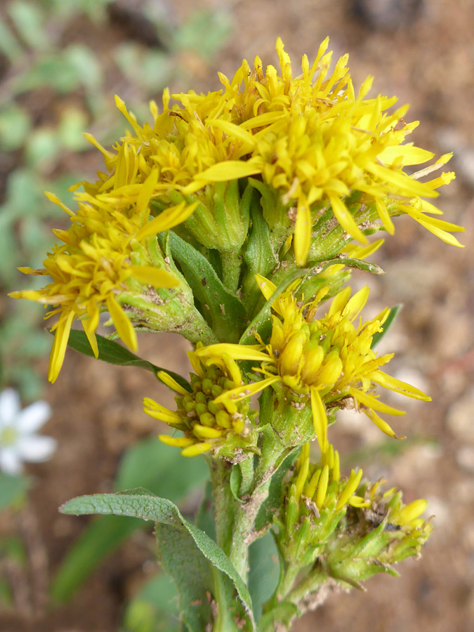 Compact flower cluster