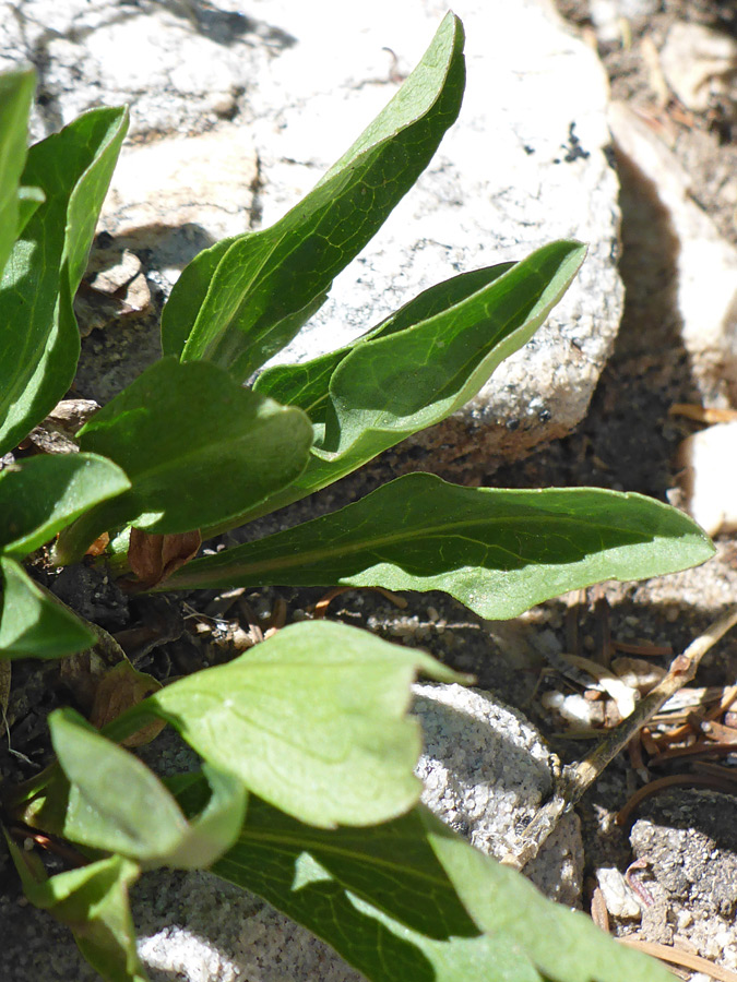 Basal leaves