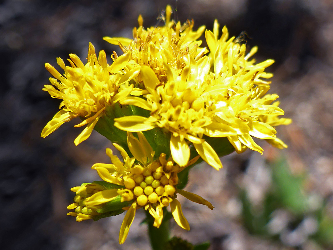 Yellow flowerheads