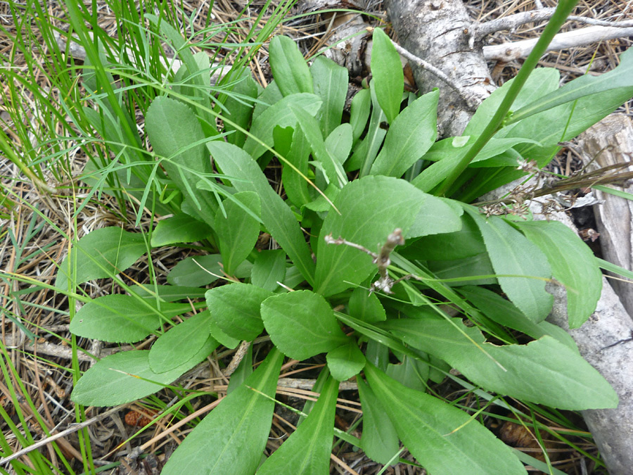 Oblanceolate leaves