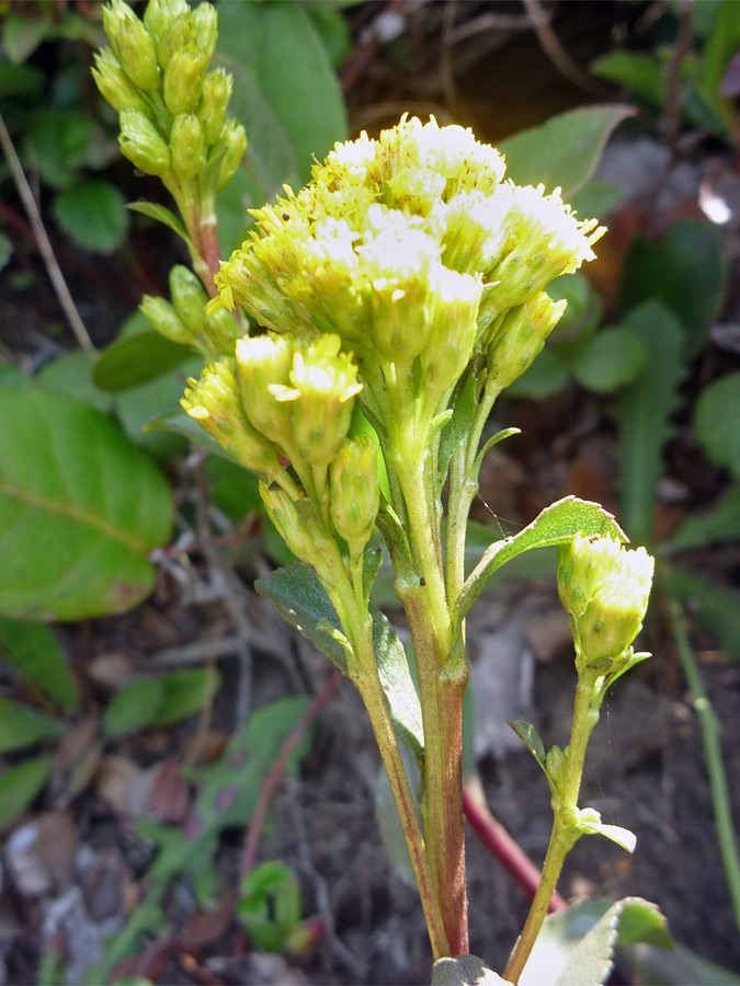 Flower clusters