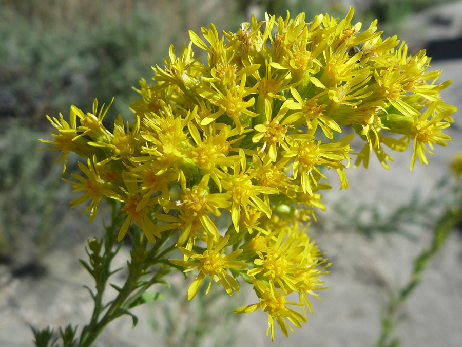 Yellow flowers