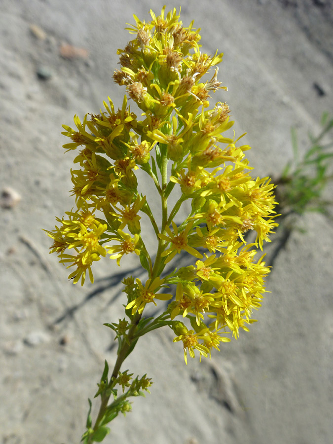 Flower cluster