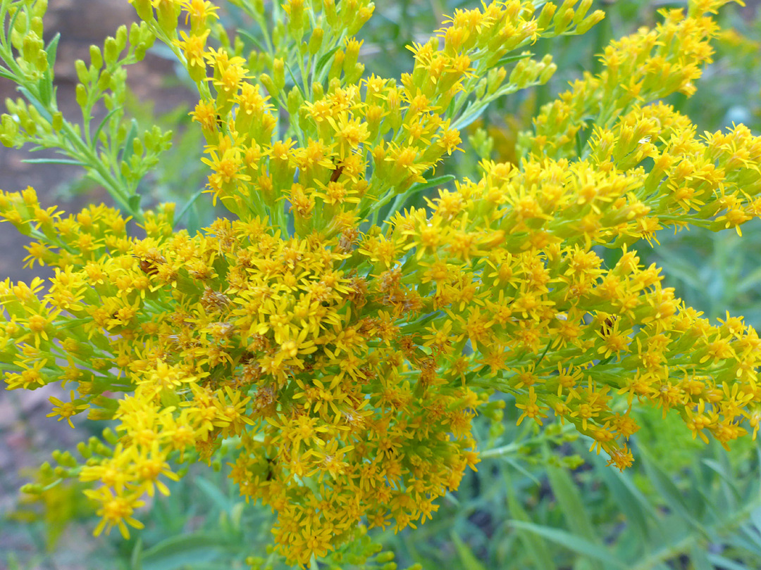 Branched inflorescence