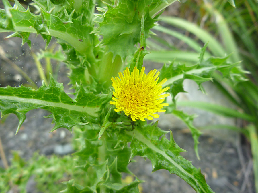 Yellow florets