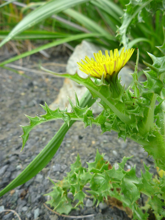 Flowerhead and upper stem