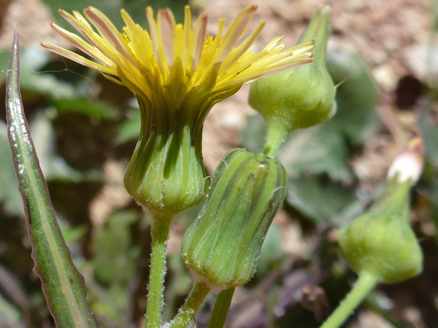 Linear phyllaries