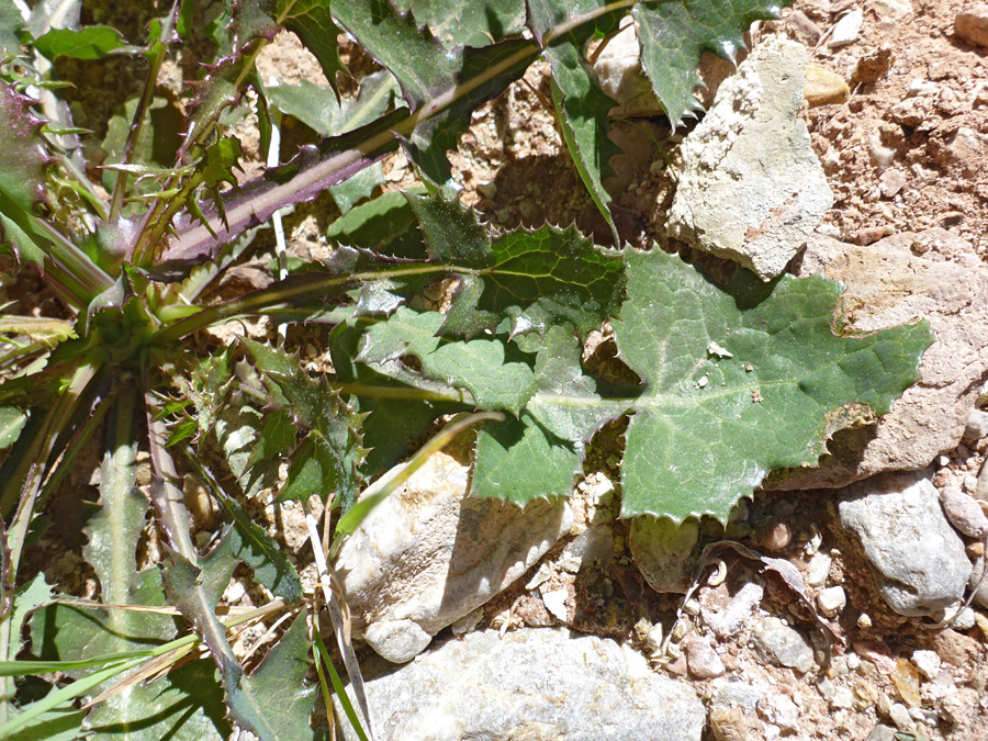 Lobed leaves