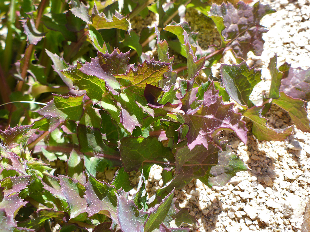 Spine-tipped leaf lobes