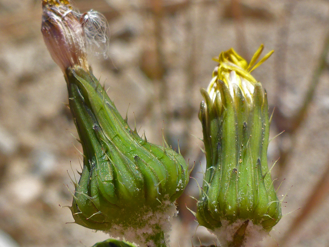 Two flowerheads