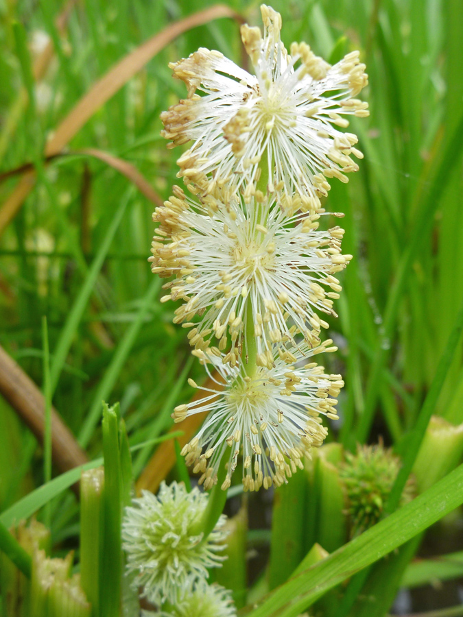 Brown-tipped stamens