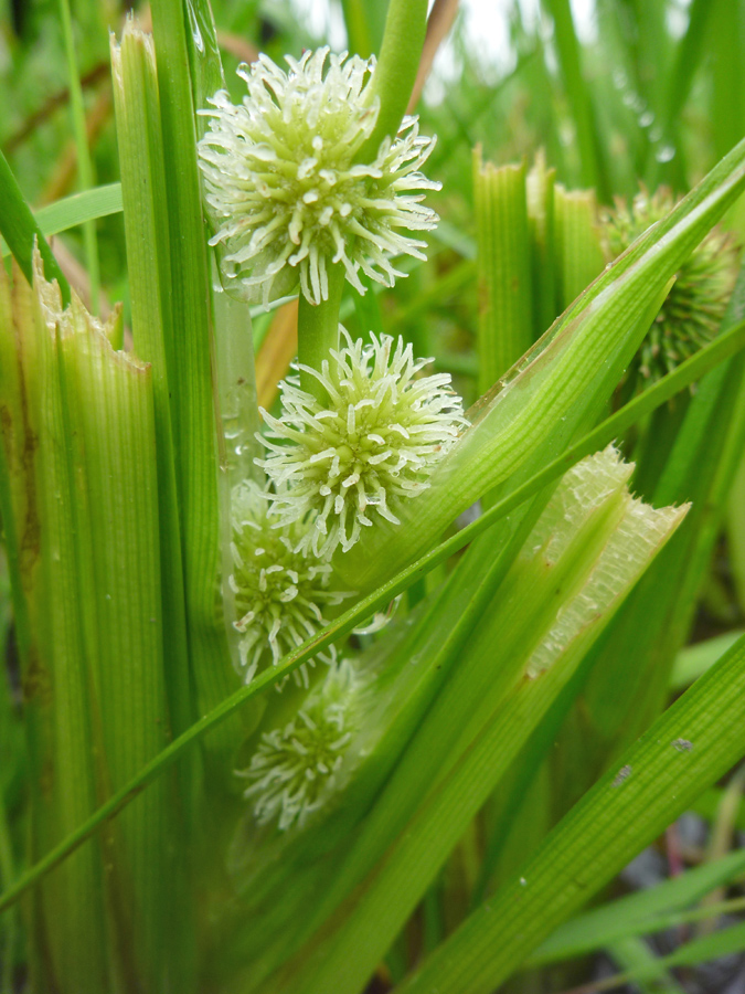 Pistillate flowers