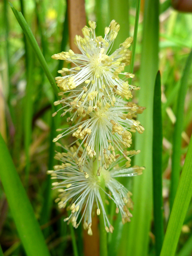 Staminate flowers