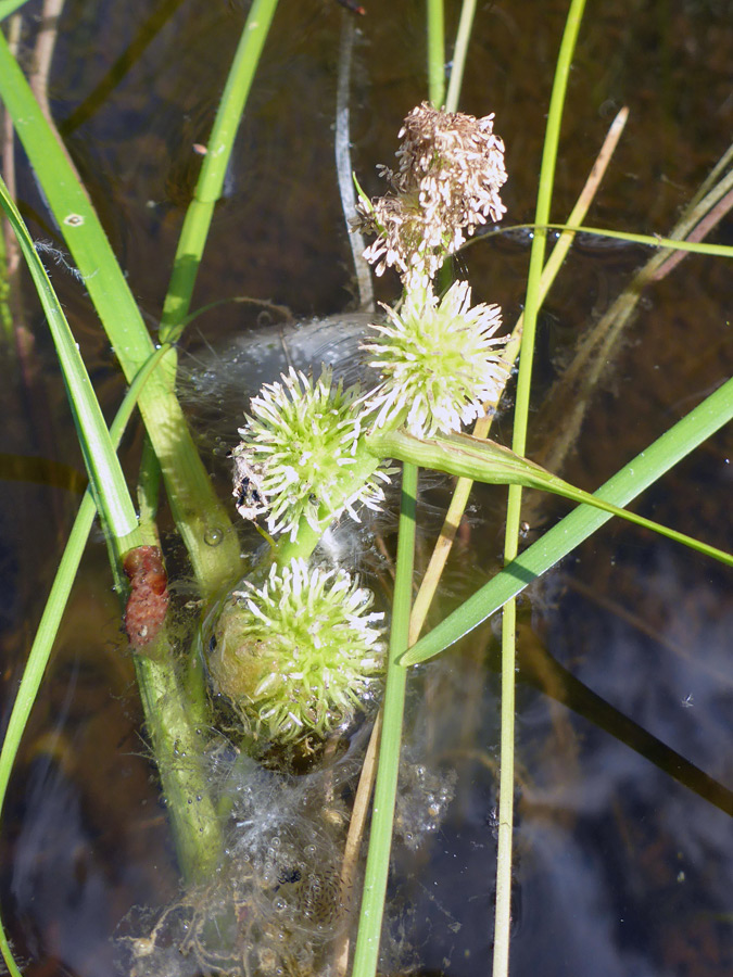 Staminate and pistillate flowers