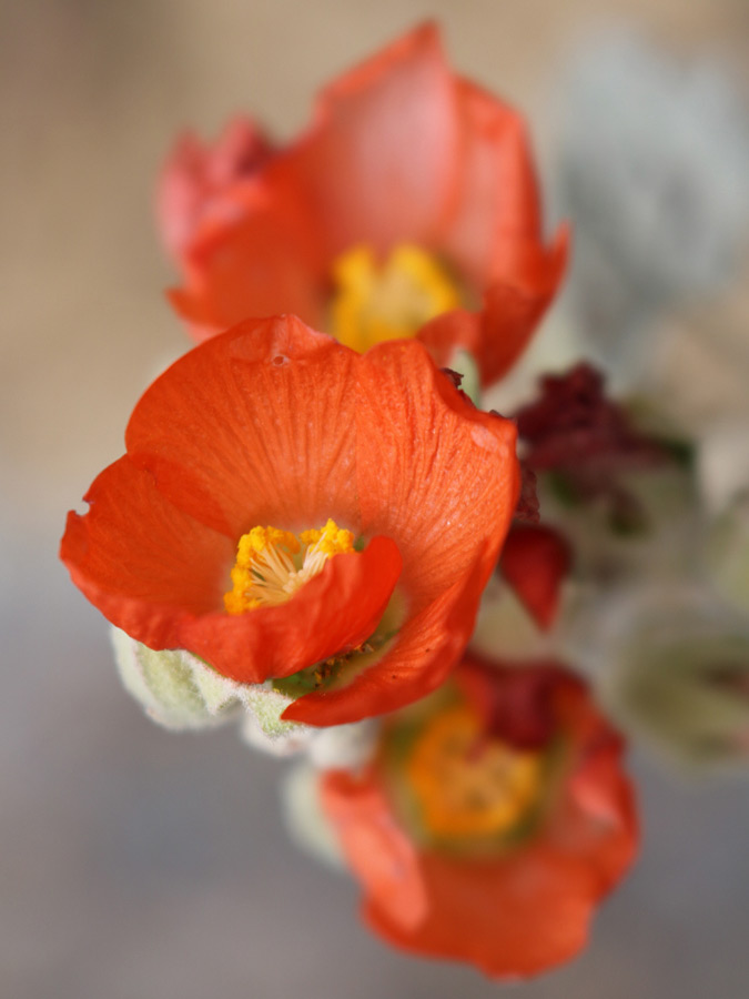 Three red flowers