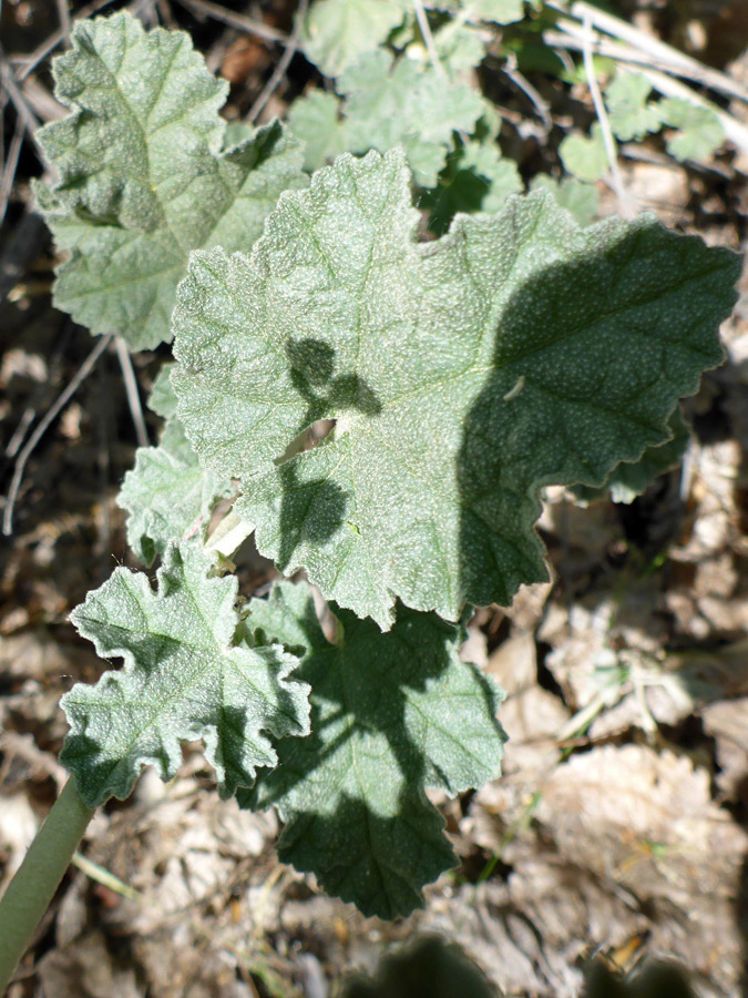 Stem leaf