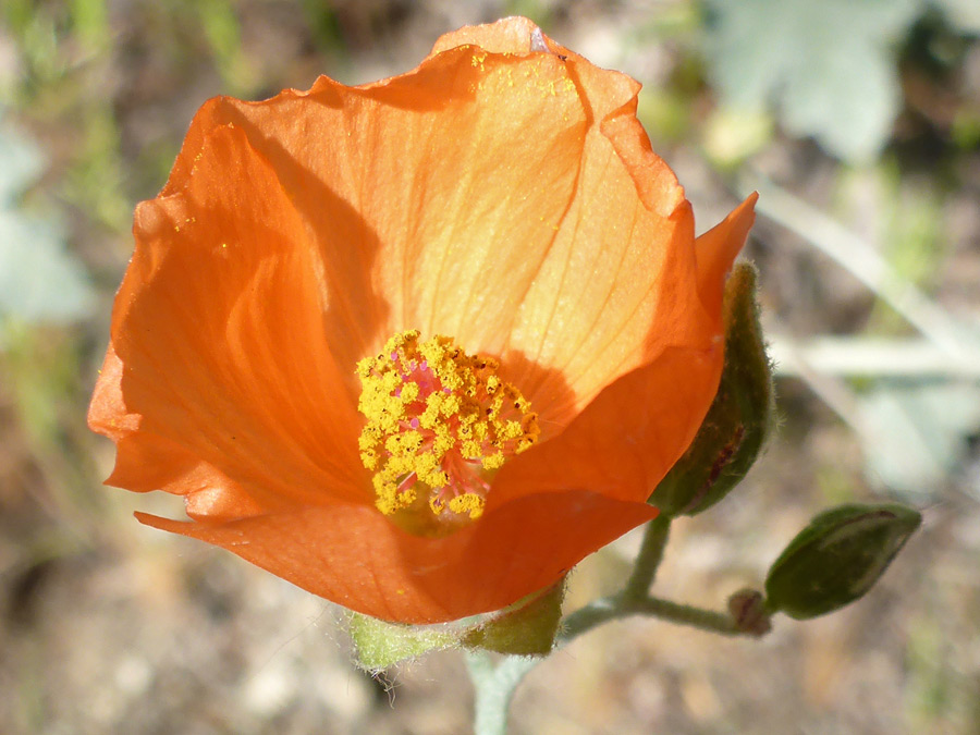 Cup-shaped flower