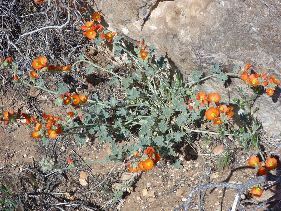 Flowers and leaves