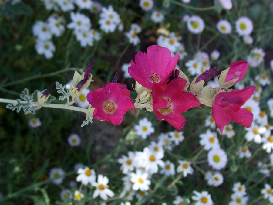 Pink-red flowers