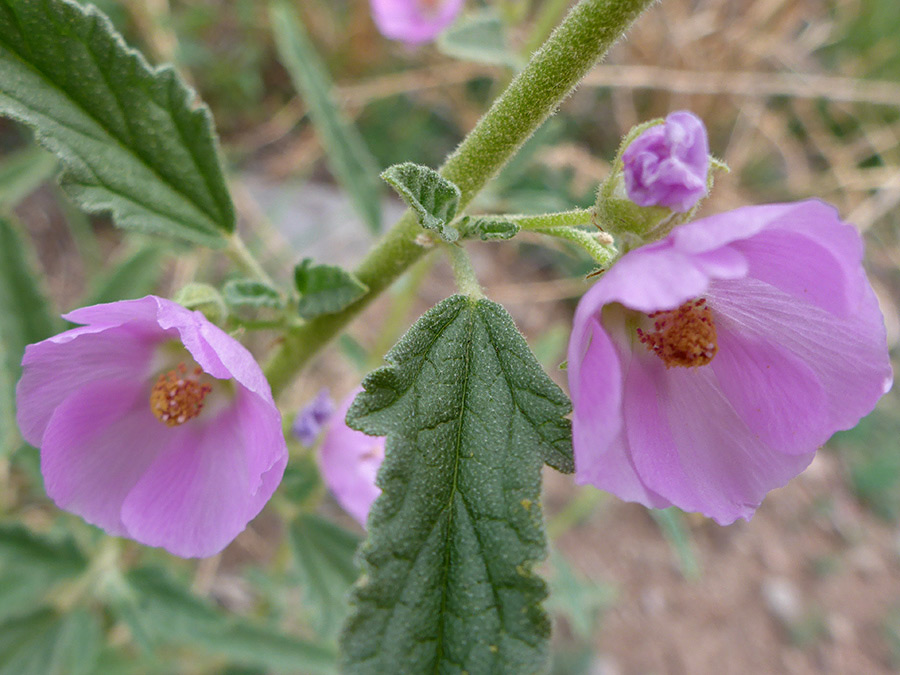 Two flowers