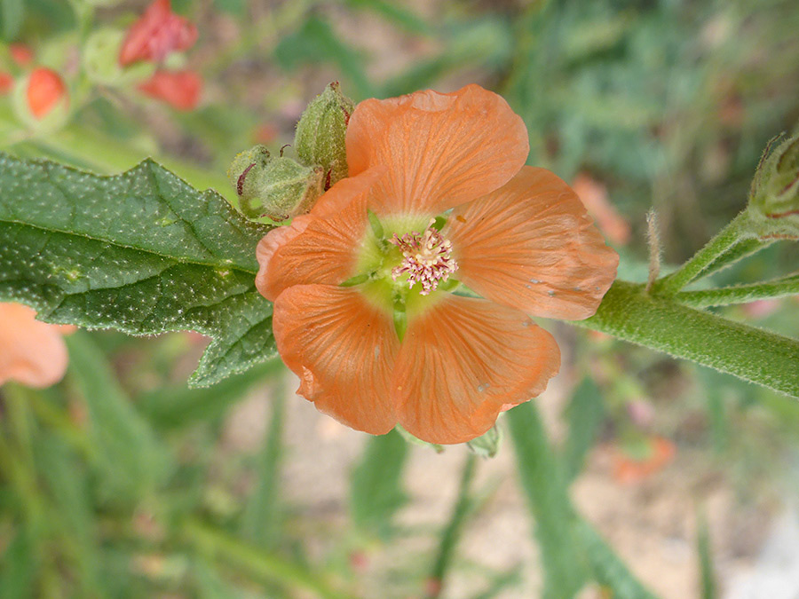 Flower and leaf