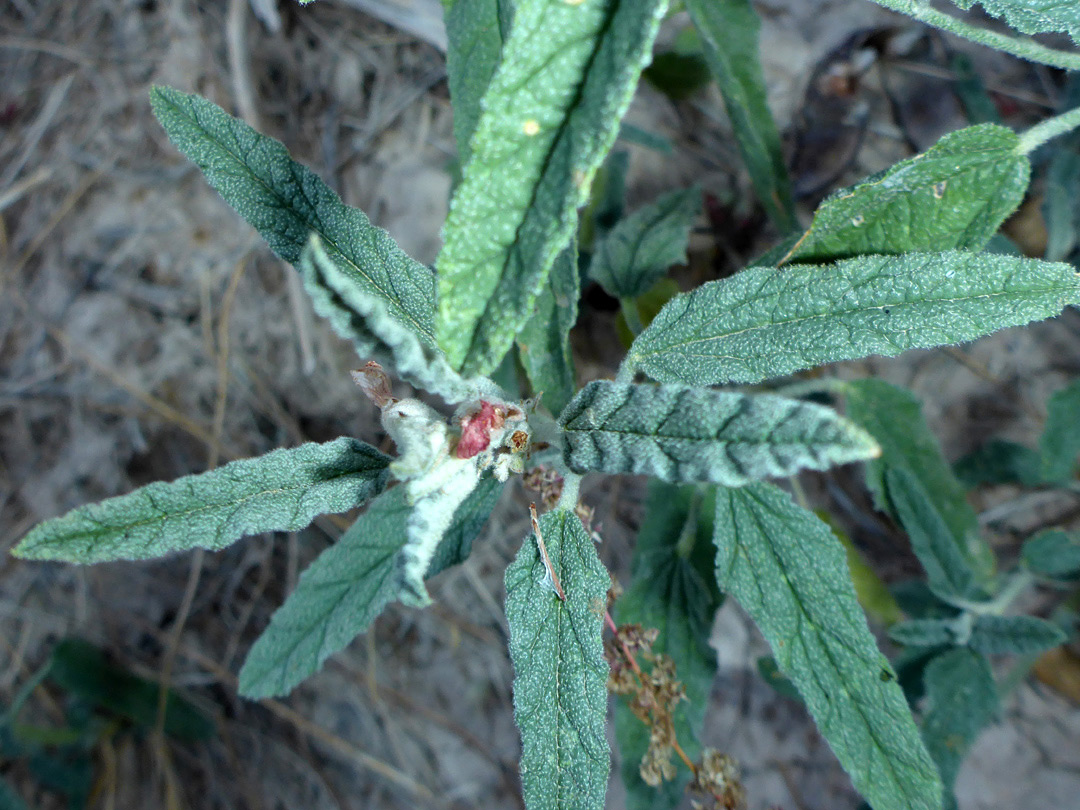 Strongly-veined leaves