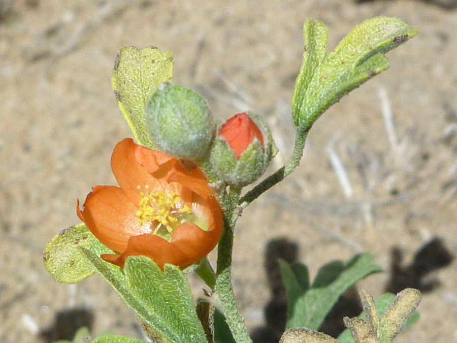 Flower and buds