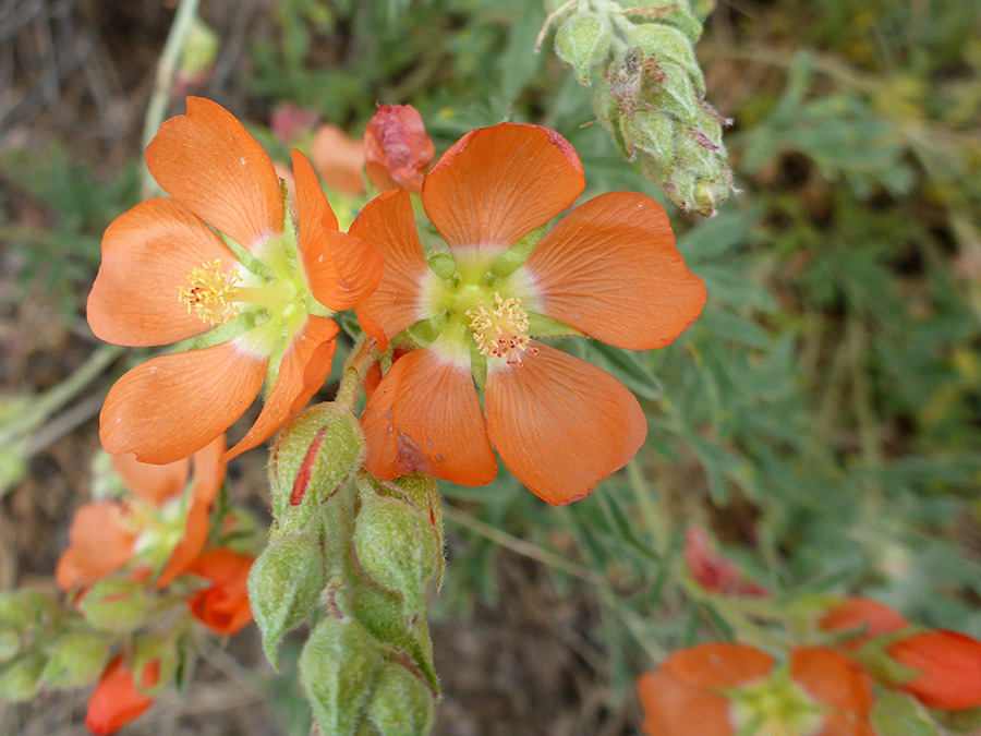 Buds and flowers