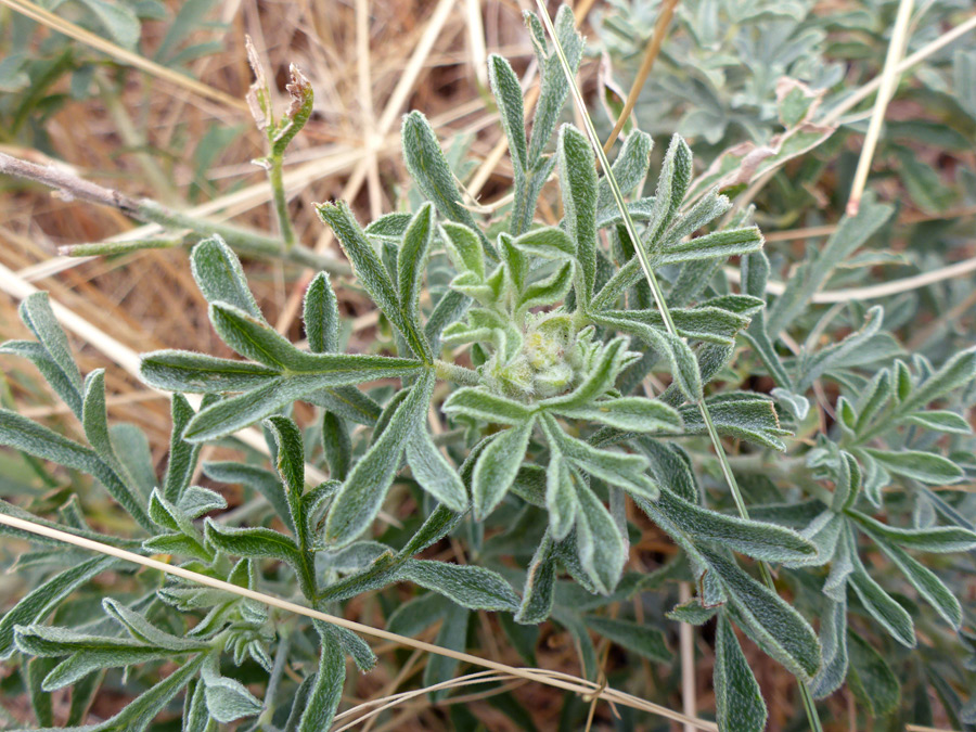 Hairy leaves