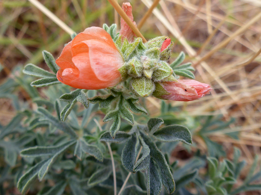 Buds and leaves