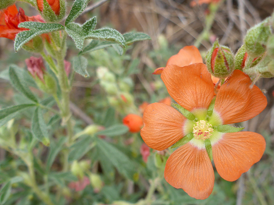 Fully open flower