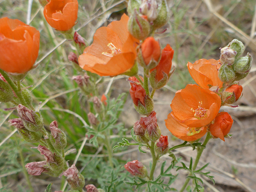 Group of flowers