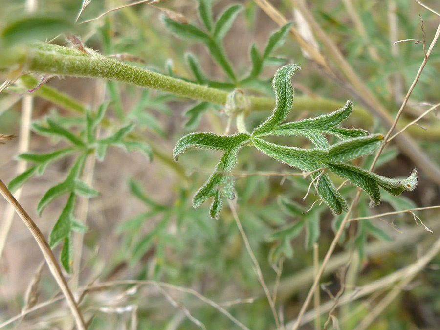 Narrow leaf lobes