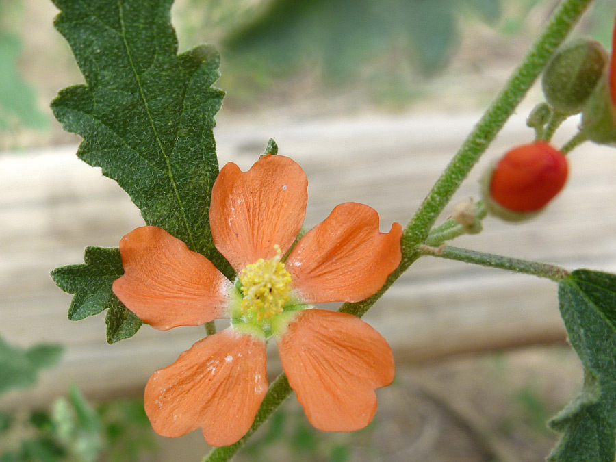 Five-petaled flower