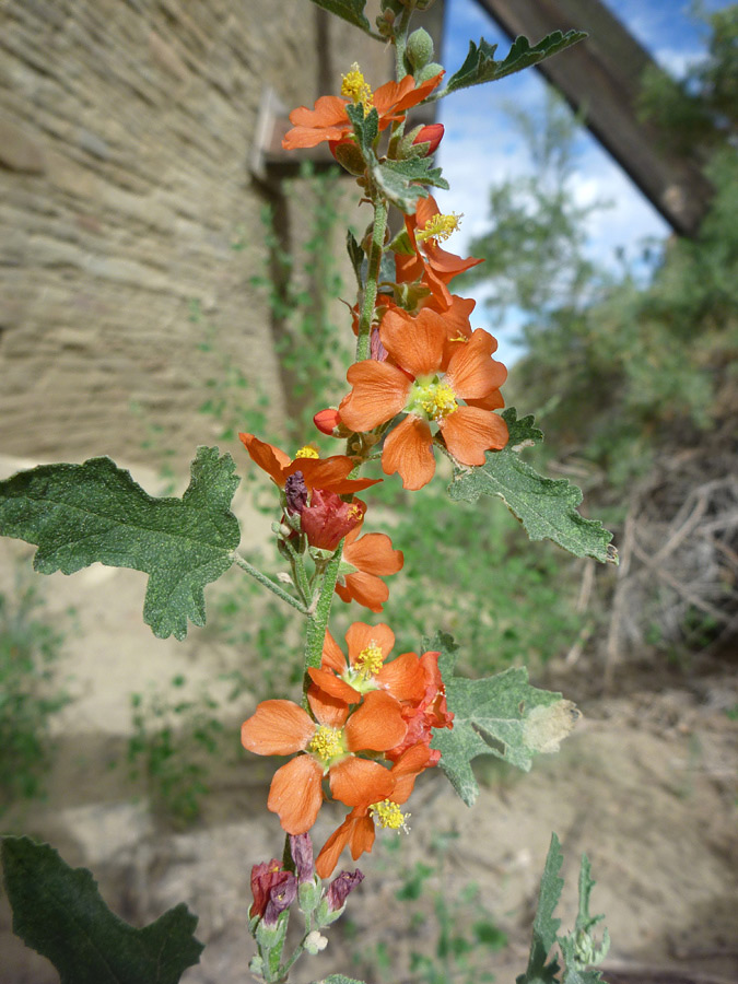 Stem with flowers