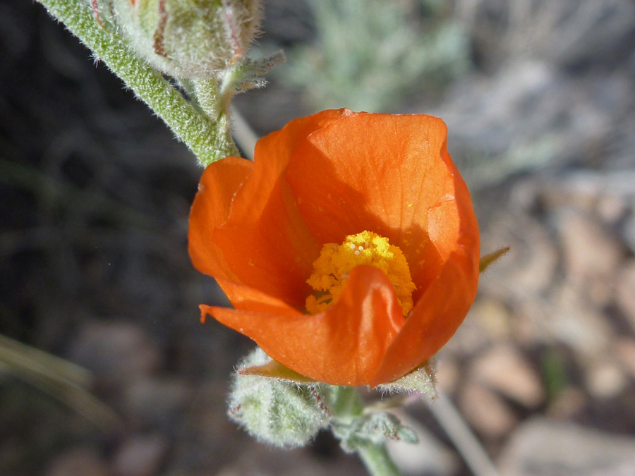 Opening flower