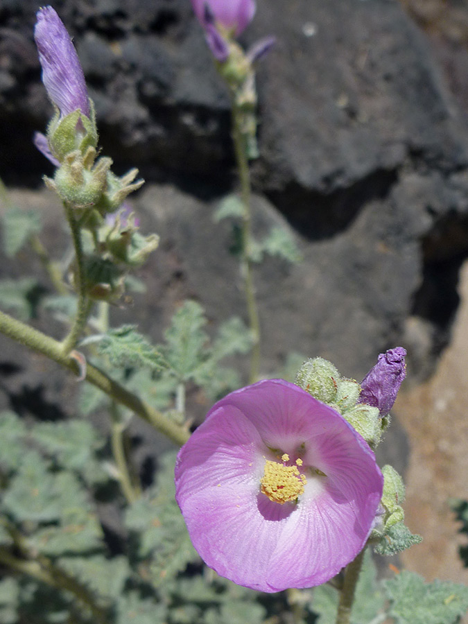 Purple flower