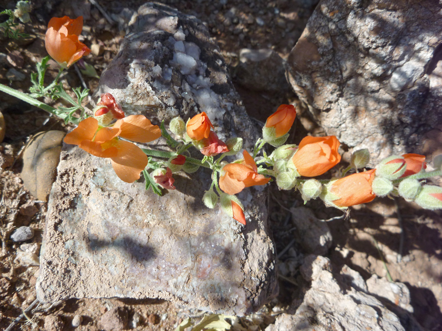 Flowering stem