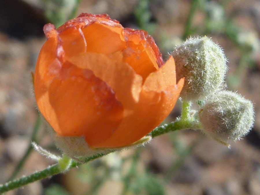 Hairy buds